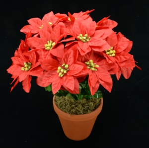 Red Poinsettia Bush x12 (Lot of 1) SALE ITEM